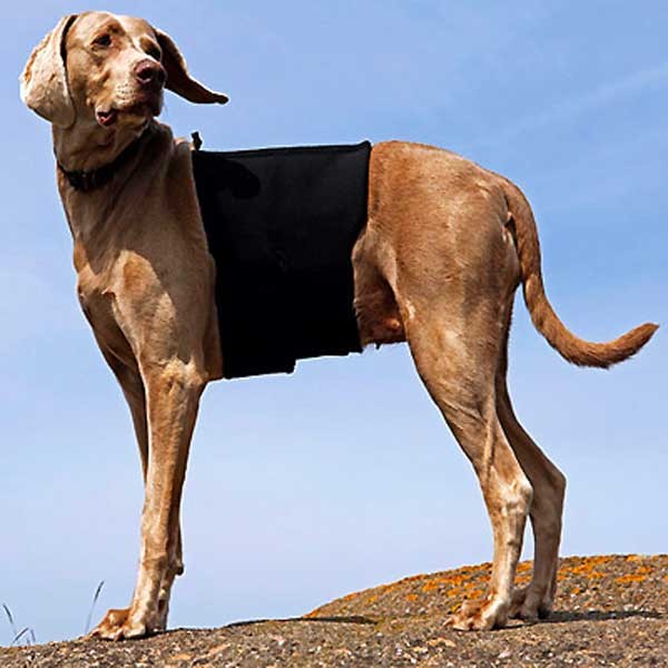 Rückenschoner mit Keramik-Anteil für Hunde von Back on Track