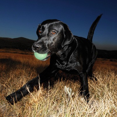 Chuckit Max Glow Leucht-Ball für Hundespiel im Dunkeln