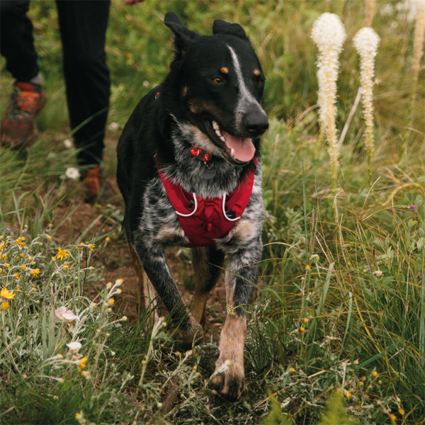 ruffwear flagline harness