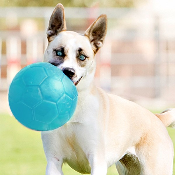 Robuster Soccer Ball für Fussballer-Hunde von Jolly Pets