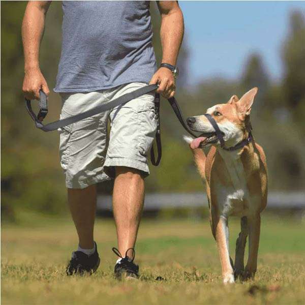 Canny Collar - Hundehalsband - Cannyco | dogs4friends.de