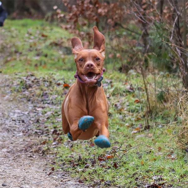 Grip Trex Hundeschuhe Ruf Wear Pfotenschutz für Hunde dogs4friends.de