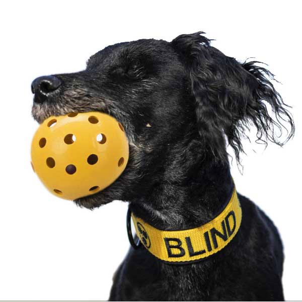 Blindenball mit akustischer Schelle für Hunde mit Seh-Schwäche von Trixie
